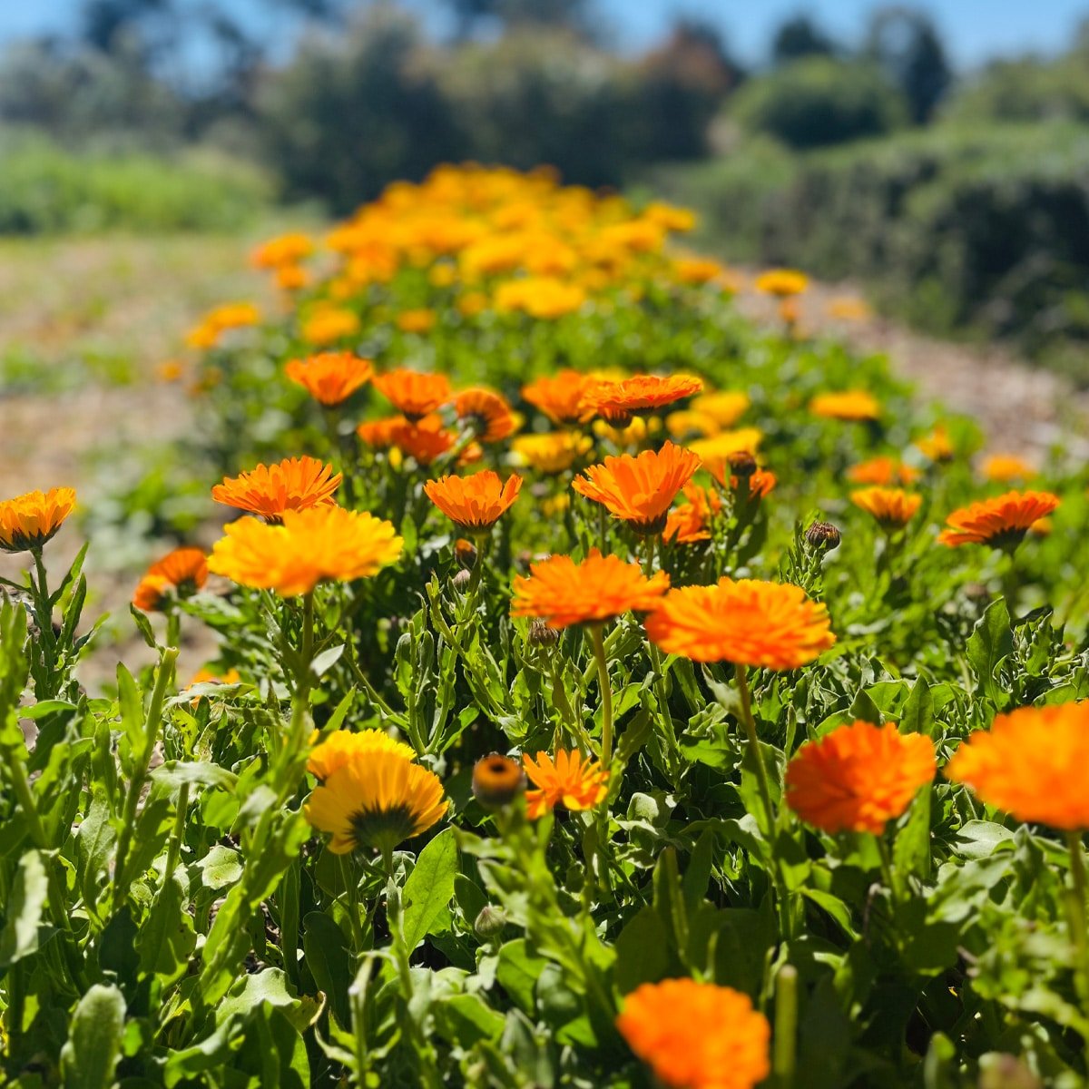 Calendula's